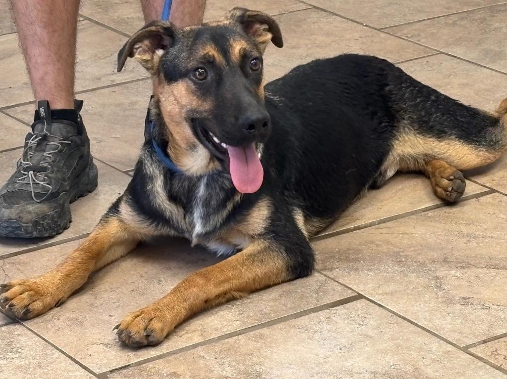 Enlarge Mickey, a Adoptable mixed breed in Batesville, AR image 2/2