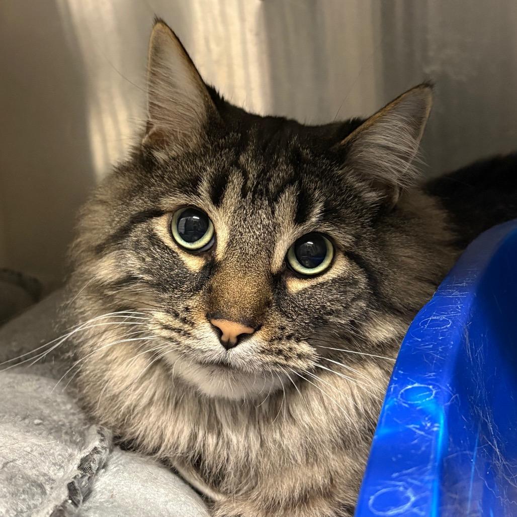 Enlarge Garland, a Adoptable Domestic Long Hair in Springfield, IL image 1/2