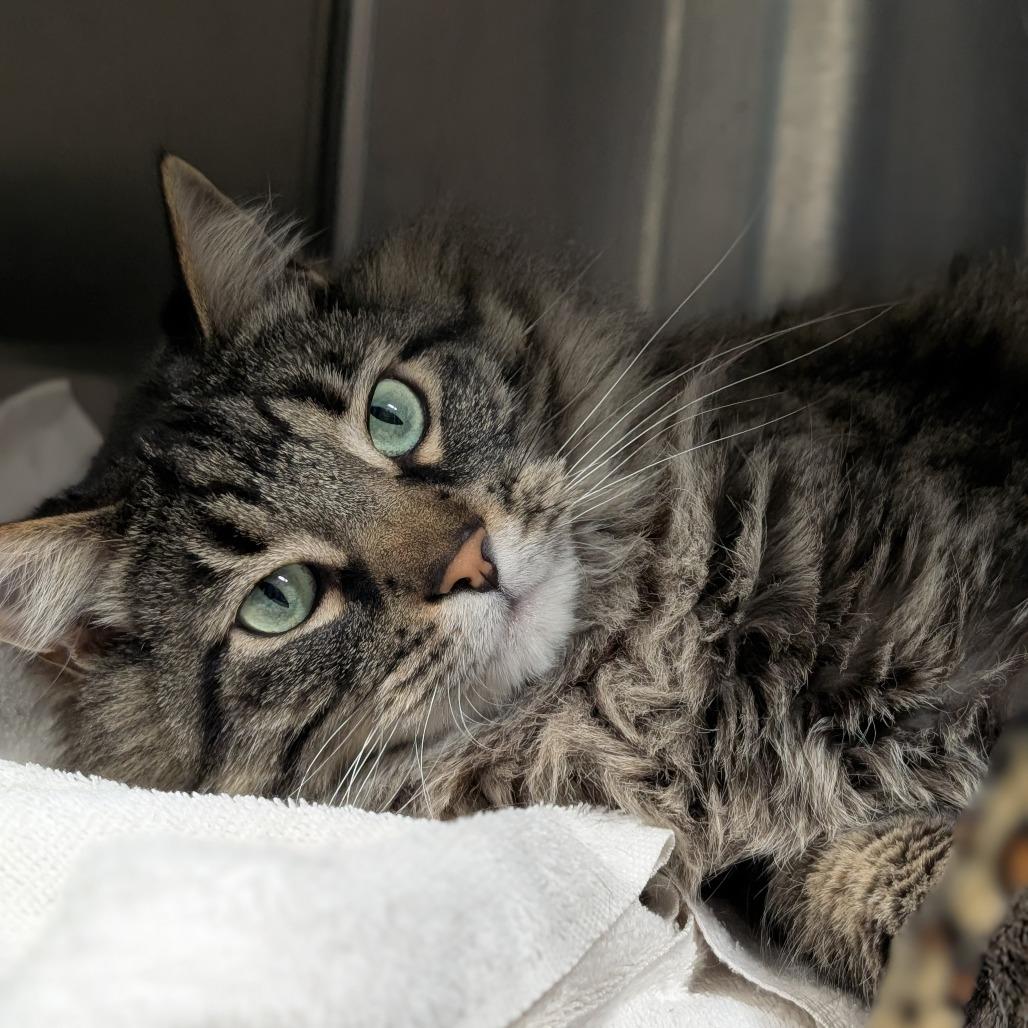 Enlarge Garland, a Adoptable Domestic Long Hair in Springfield, IL image 2/2