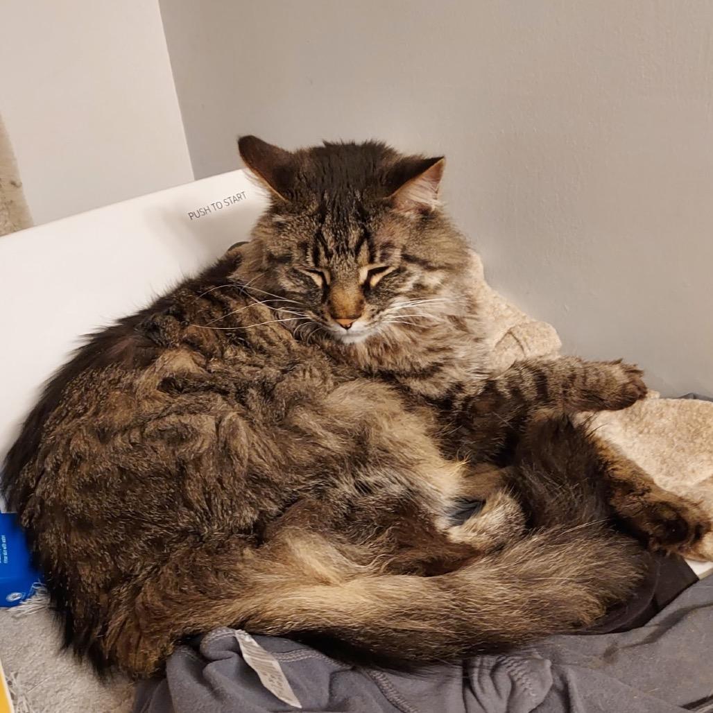 Enlarge Garland, a Adoptable Domestic Long Hair in Springfield, IL image 3/6