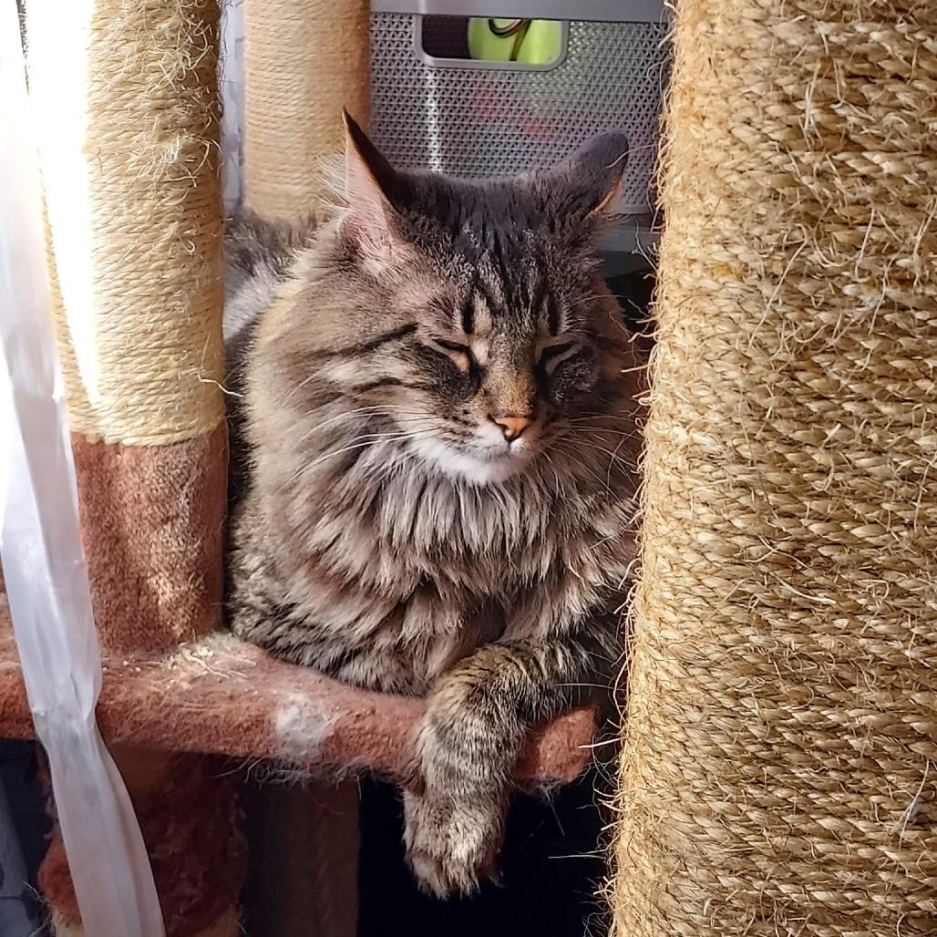Enlarge Garland, a Adoptable Domestic Long Hair in Springfield, IL image 4/6