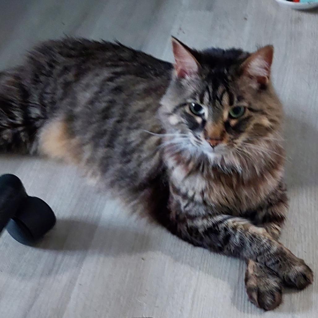 Enlarge Garland, a Adoptable Domestic Long Hair in Springfield, IL image 5/6
