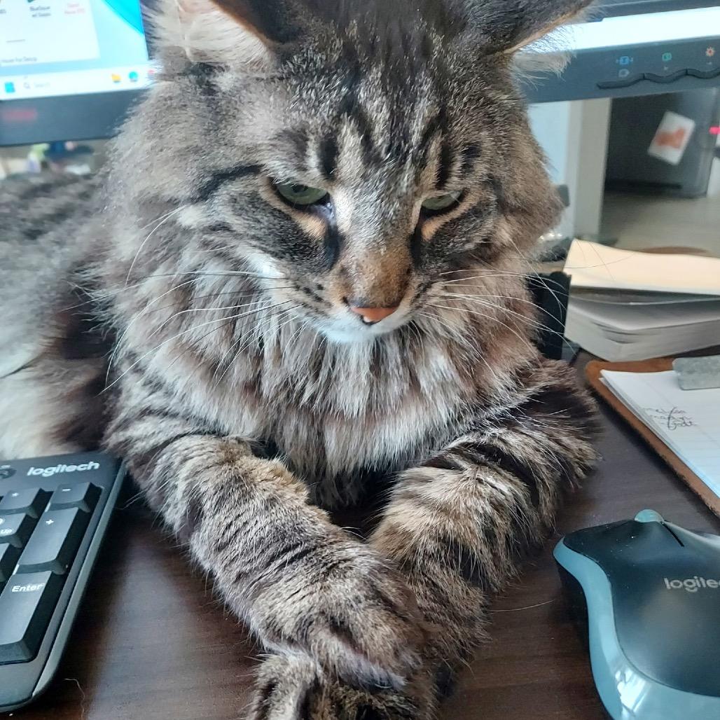 Enlarge Garland, a Adoptable Domestic Long Hair in Springfield, IL image 6/6