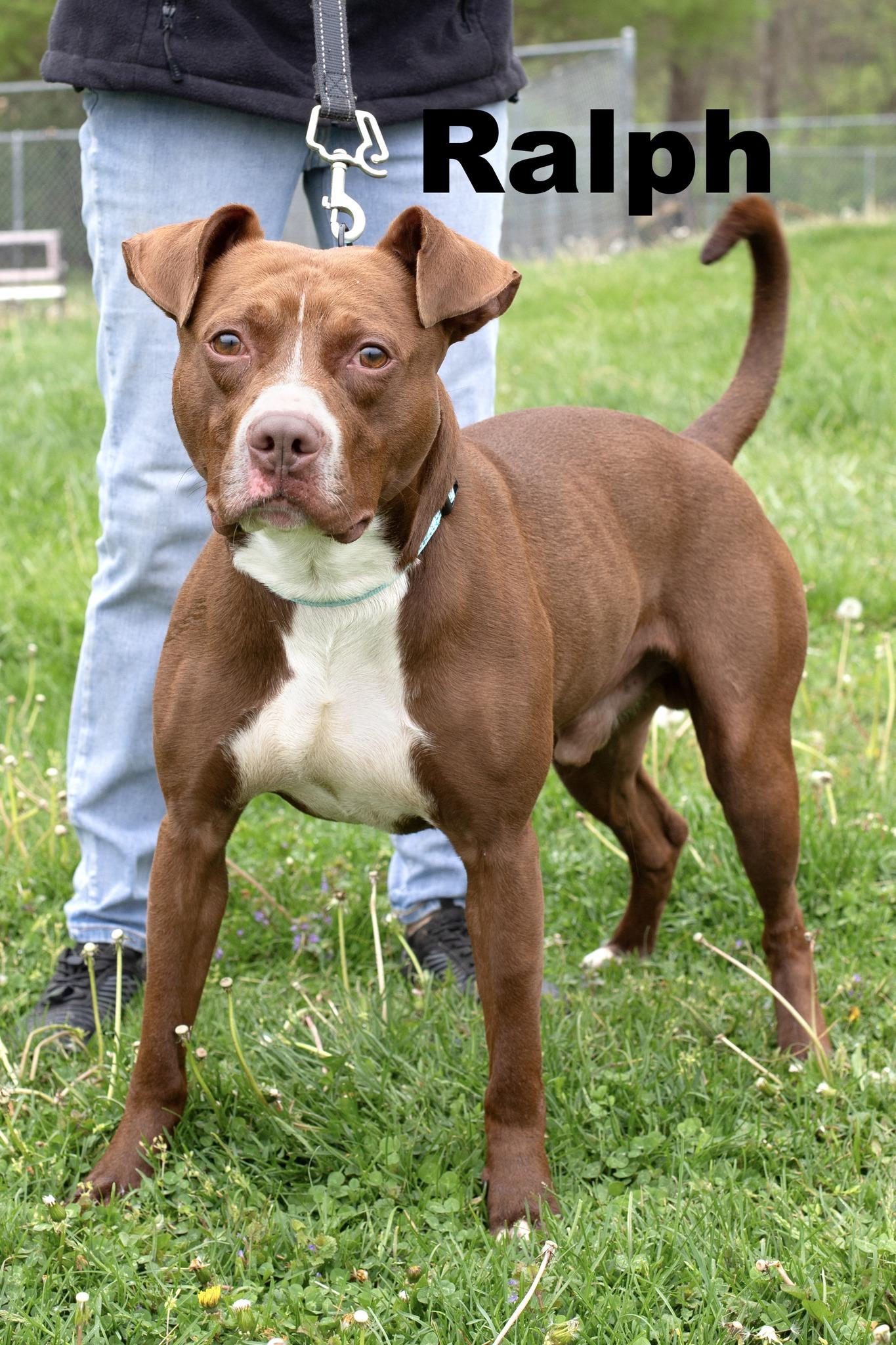 Ralph, Adult Male Pit Bull Terrier