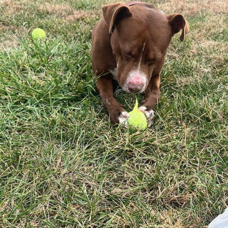 Ralph, a Adoptable Pit Bull Terrier in Macomb, IL image 4/4