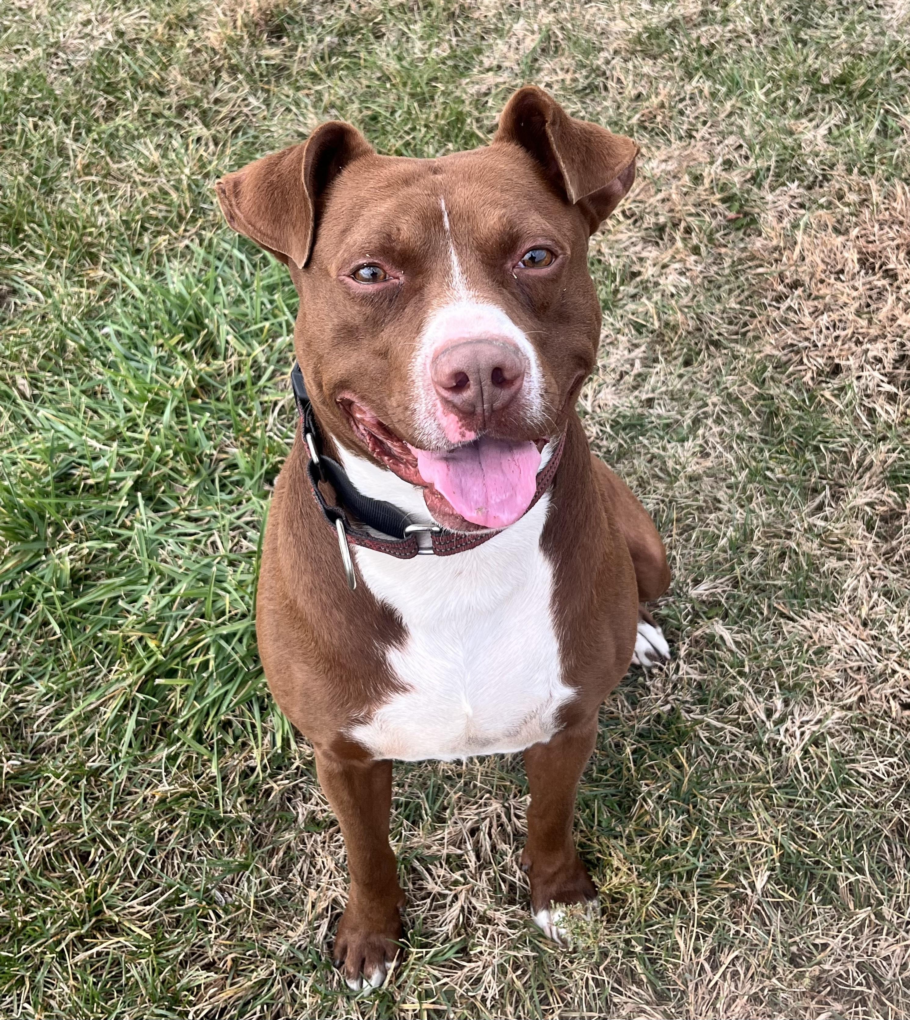 Ralph, a Adoptable Pit Bull Terrier in Macomb, IL image 2/4