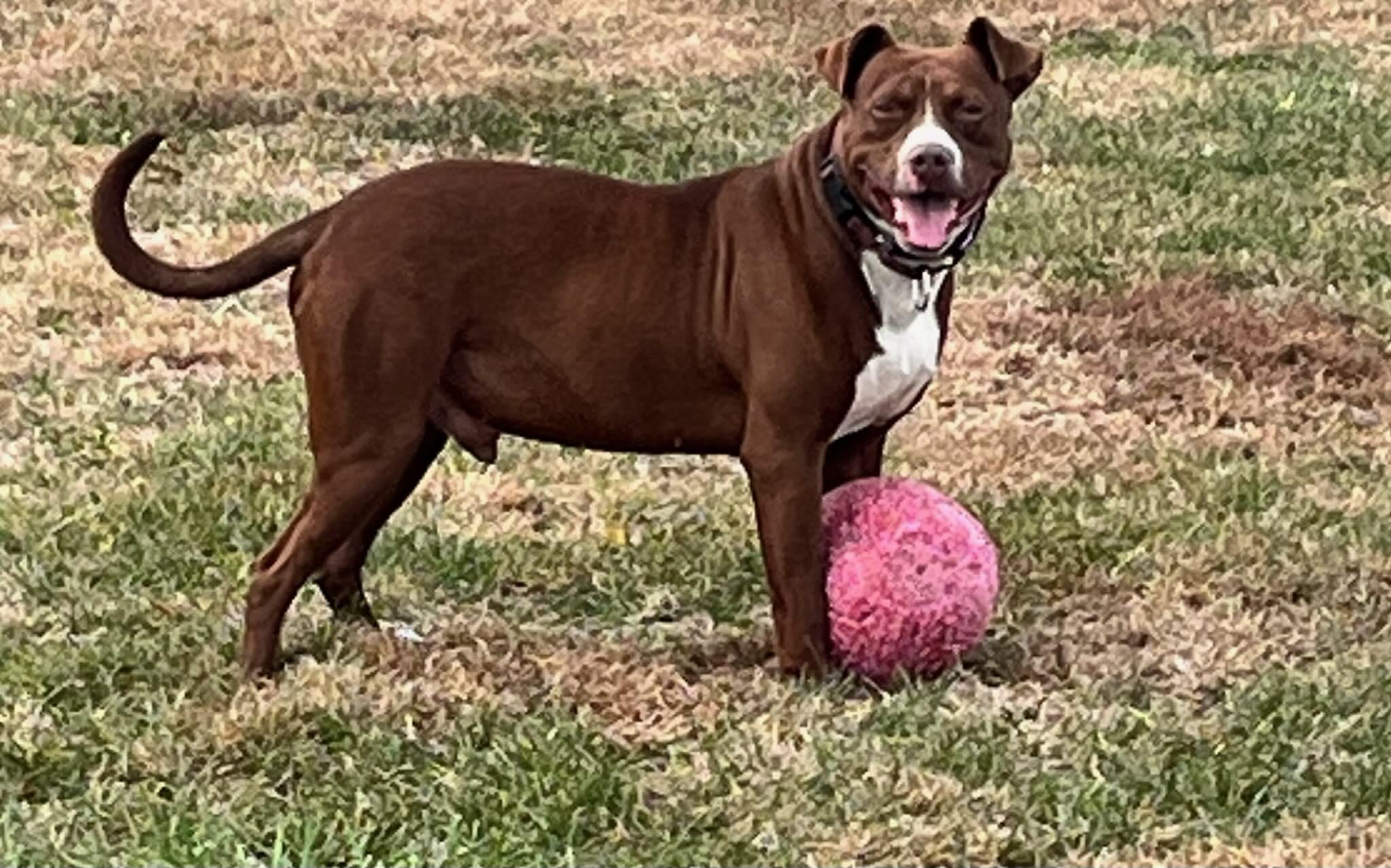 Ralph, Adoptable, Adult Male Pit Bull Terrier.