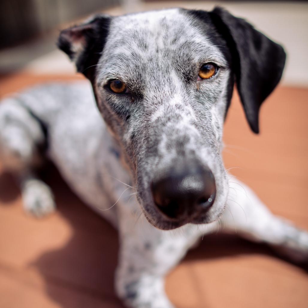 Kahlo, a Adoptable mixed breed in Washougal, WA image 1/2