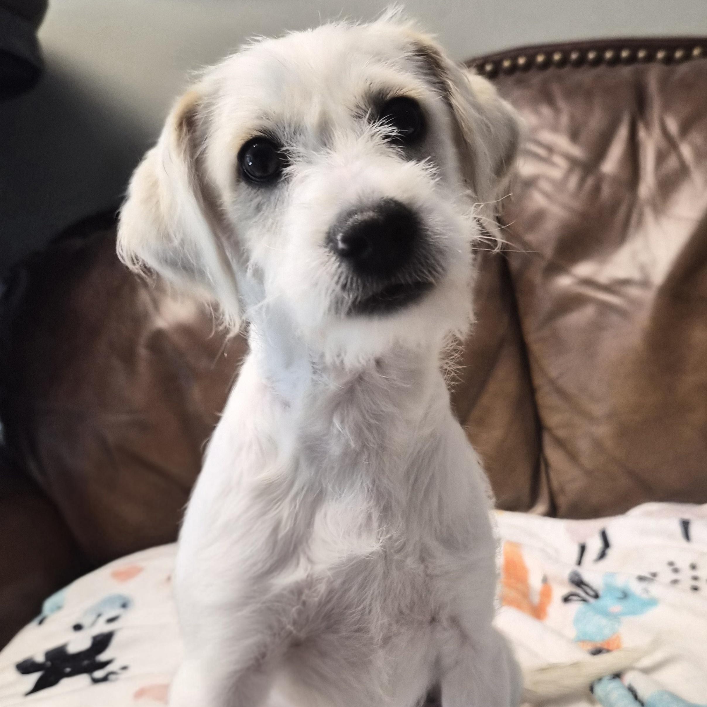 Enlarge Biscuit, Cornbread, and Muffin, a ADOPTABLE mixed breed in Cornelius, NC image 2/4