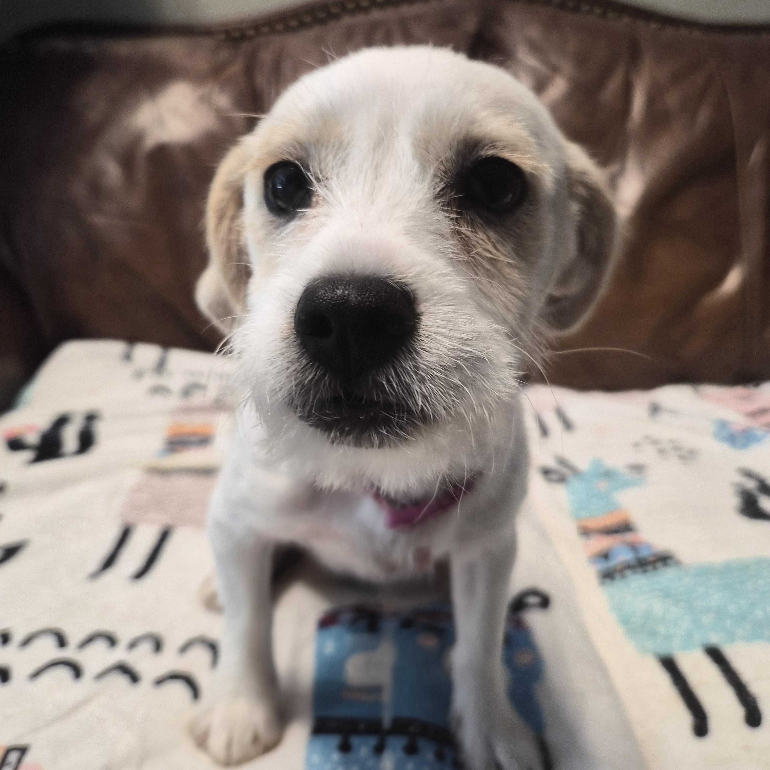 Enlarge Biscuit, Cornbread, and Muffin, a ADOPTABLE mixed breed in Cornelius, NC image 3/4