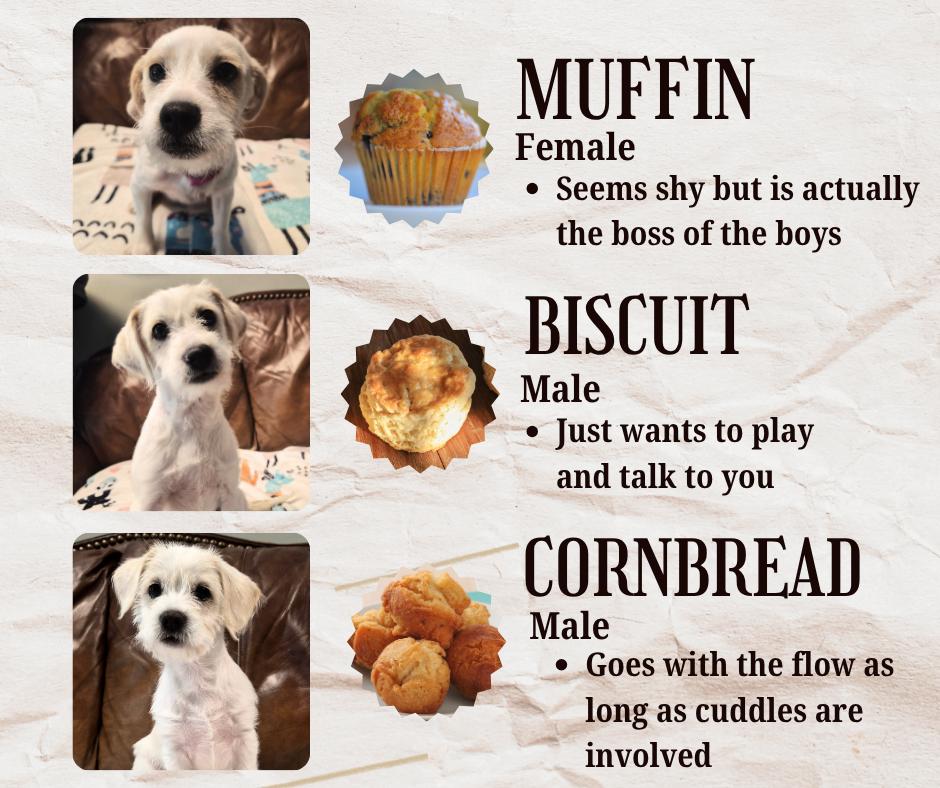 Enlarge Biscuit, Cornbread, and Muffin, a ADOPTABLE mixed breed in Cornelius, NC image 4/4
