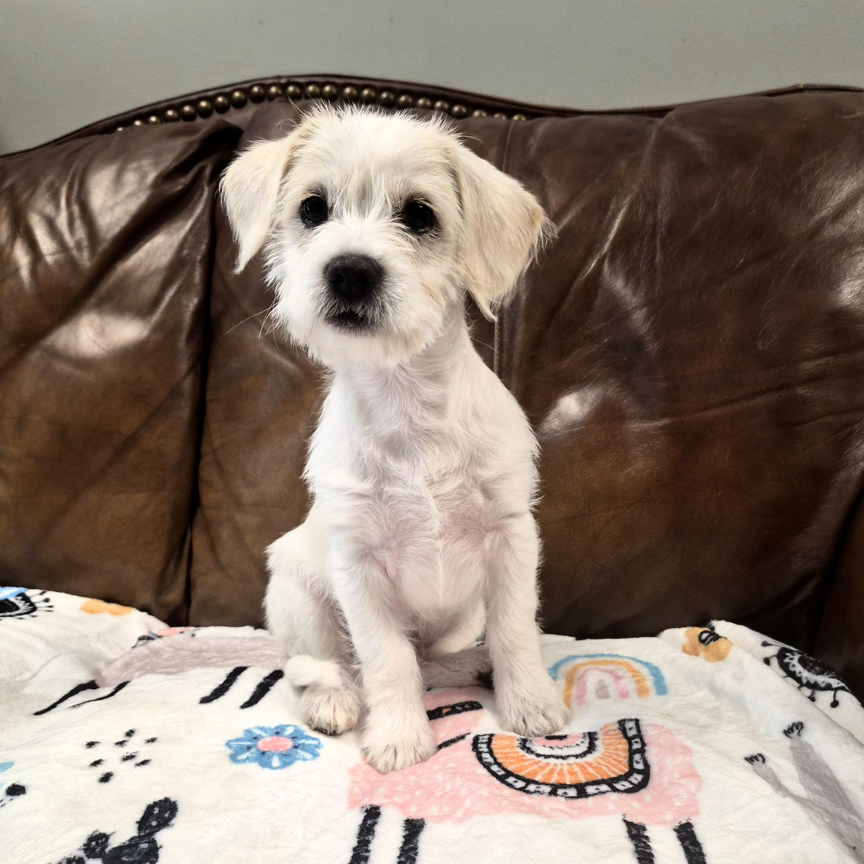 Enlarge Biscuit, Cornbread, and Muffin, a ADOPTABLE mixed breed in Cornelius, NC image 1/4