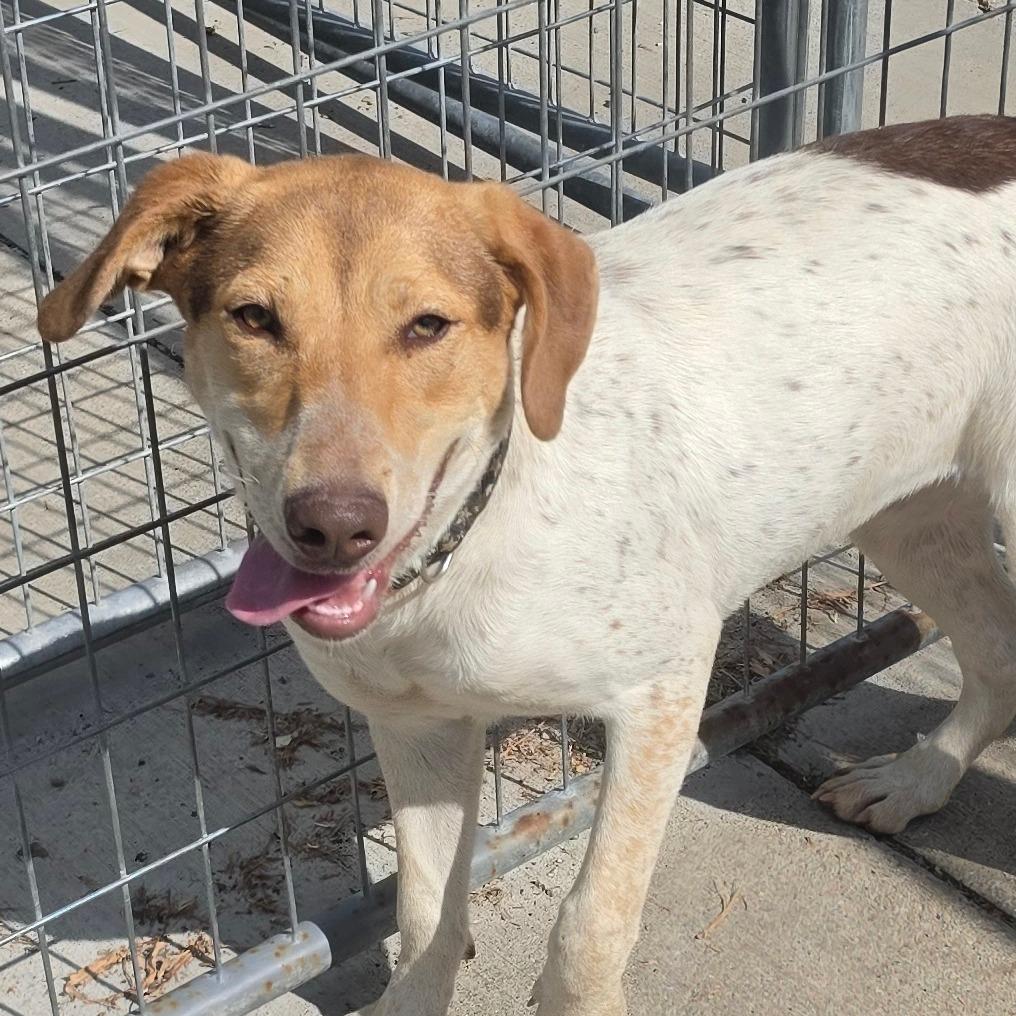 Enlarge Latte, a Adoptable Beagle in Grinnell, IA image 1/4