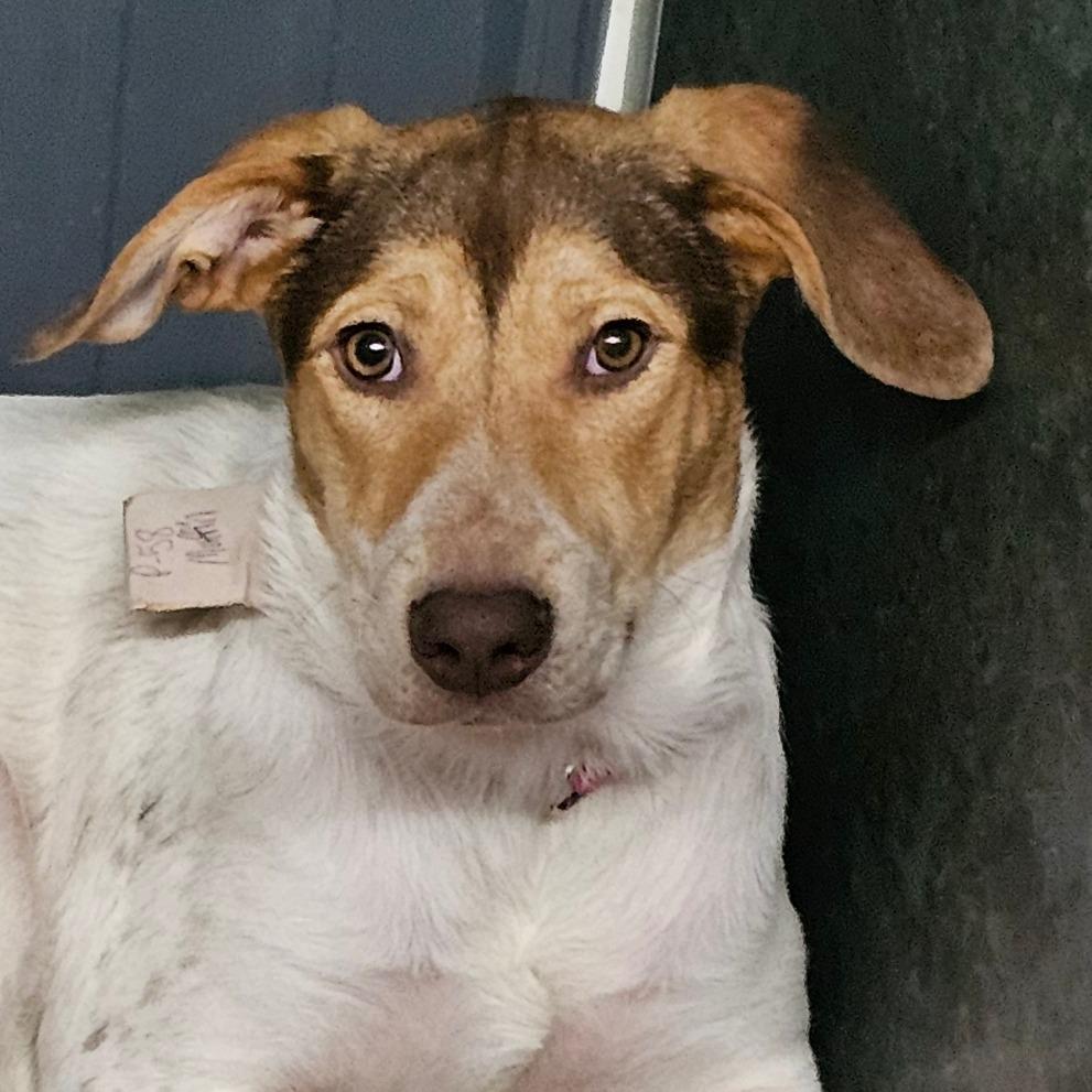 Enlarge Latte, a Adoptable Beagle in Grinnell, IA image 2/4