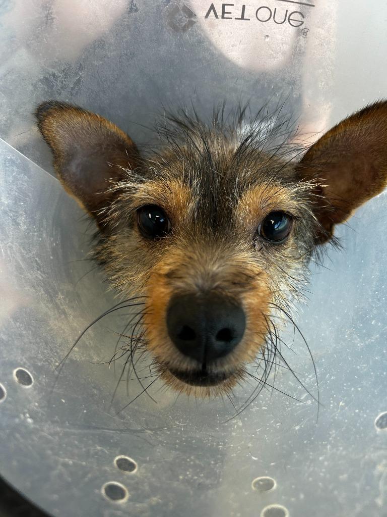 Churro, Adoptable, Adult Male Mixed Breed.