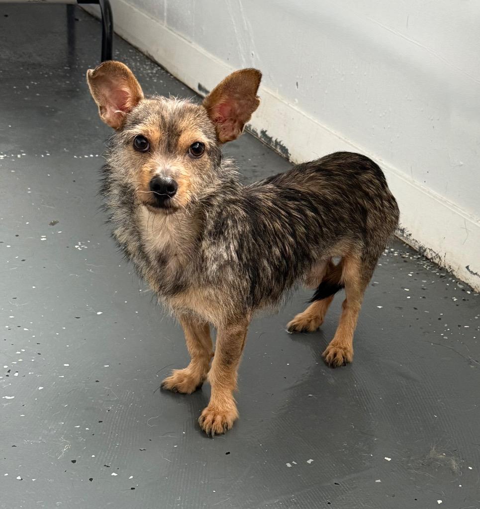 Churro, a Adoptable mixed breed in Thousand Oaks, CA image 2/2
