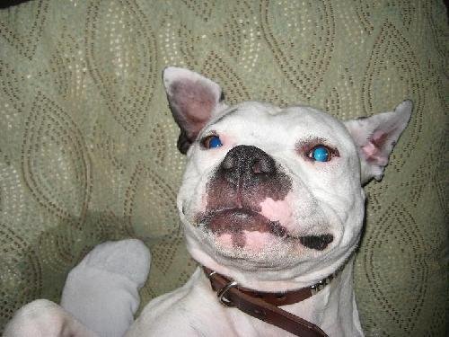 Enlarge Arthur, a Adoptable mixed breed in San Francisco, CA image 4/4