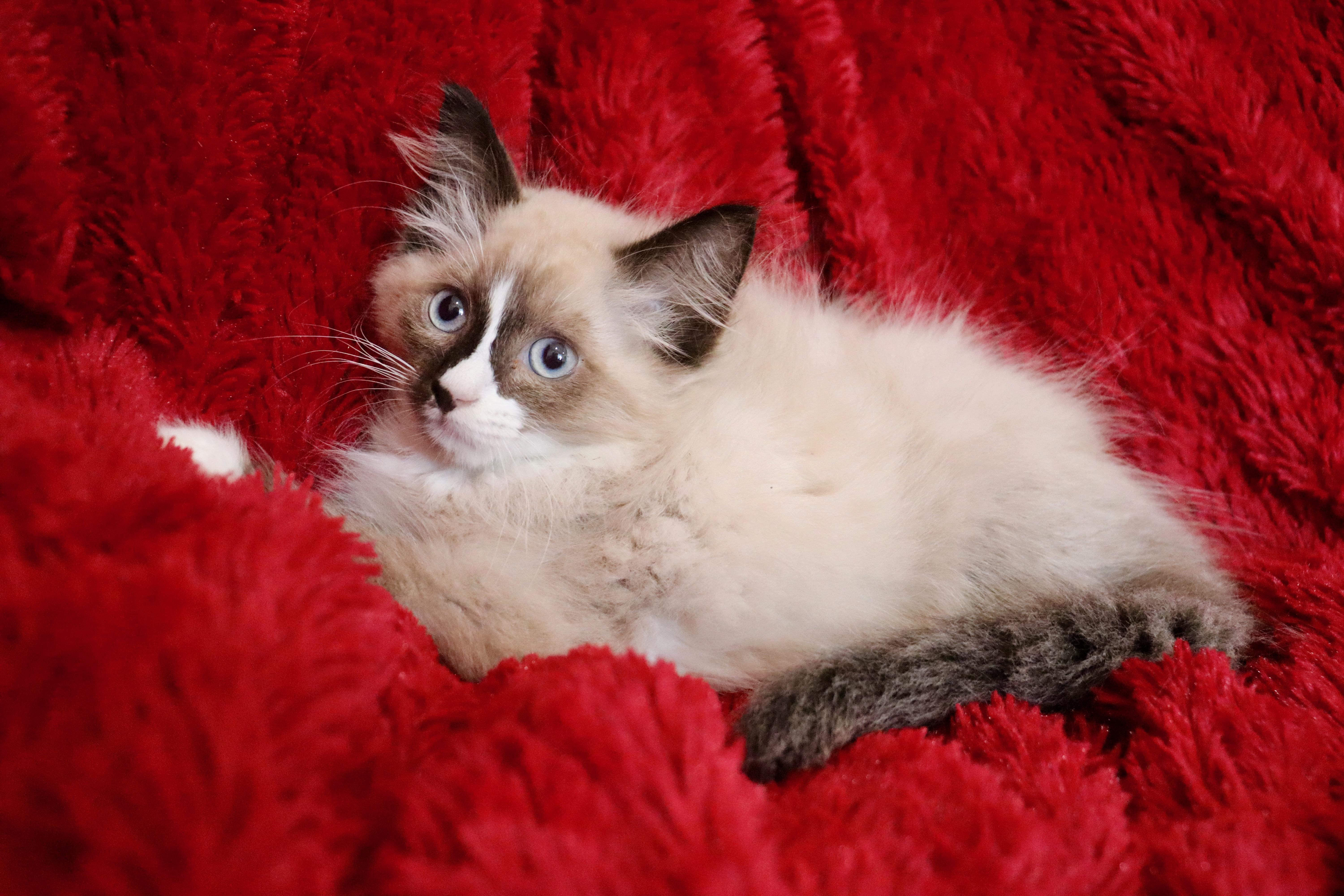 Seasalt, an adoptable Ragdoll, Himalayan in Saint Augustine, FL, 32086 | Photo Image 4