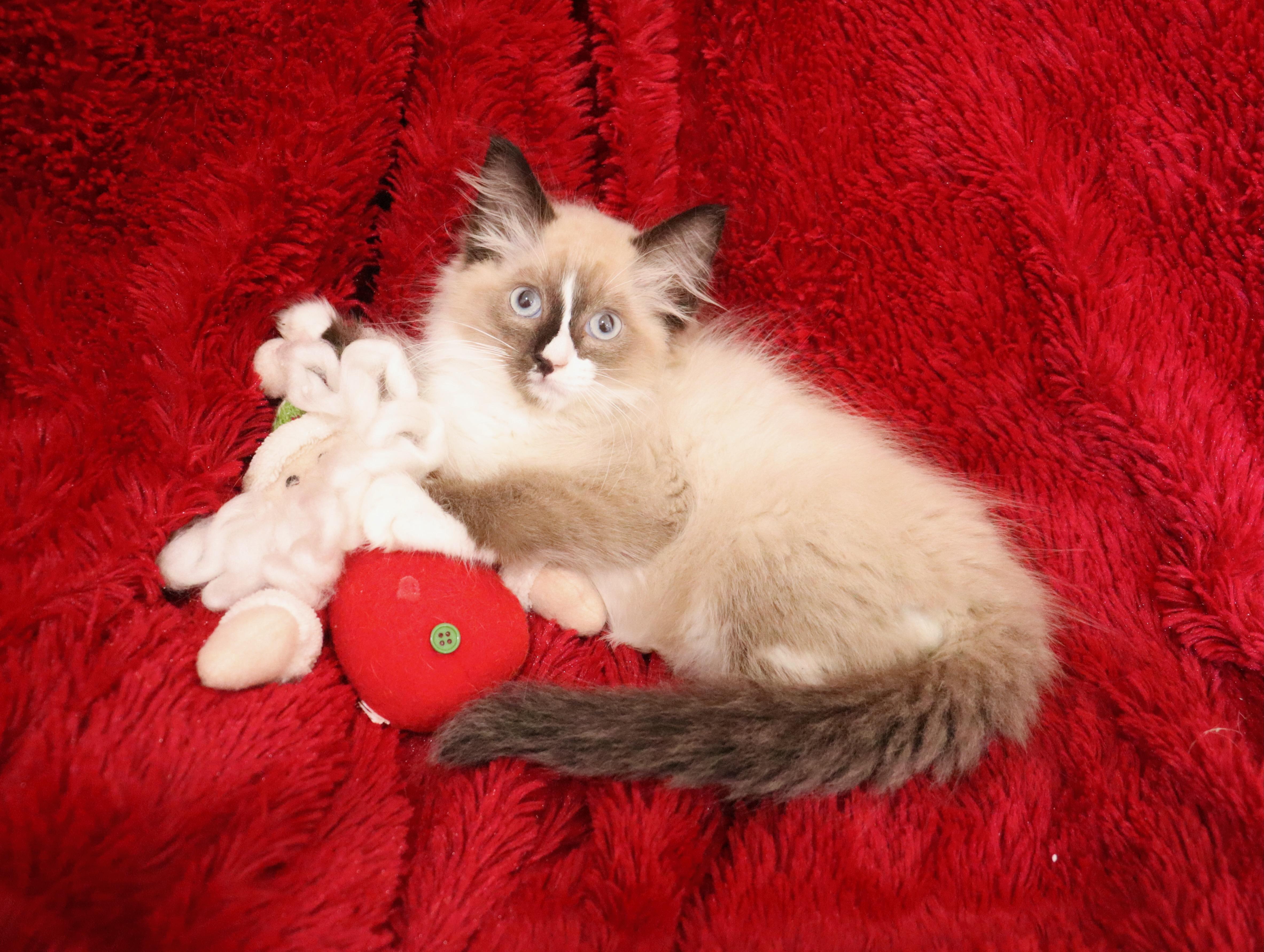 Seasalt, an adoptable Ragdoll, Himalayan in Saint Augustine, FL, 32086 | Photo Image 5
