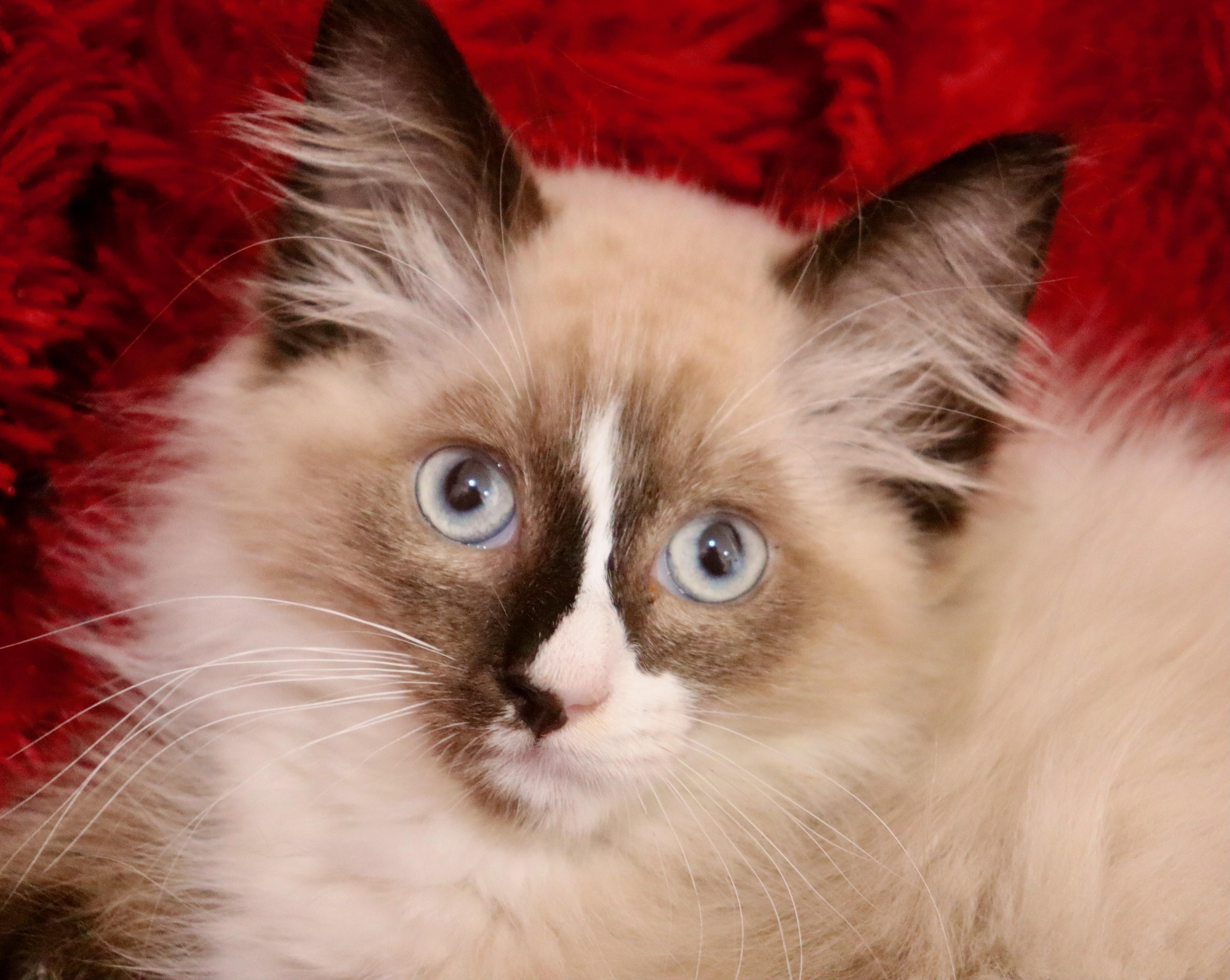 Seasalt, an adoptable Ragdoll, Himalayan in Saint Augustine, FL, 32086 | Photo Image 6