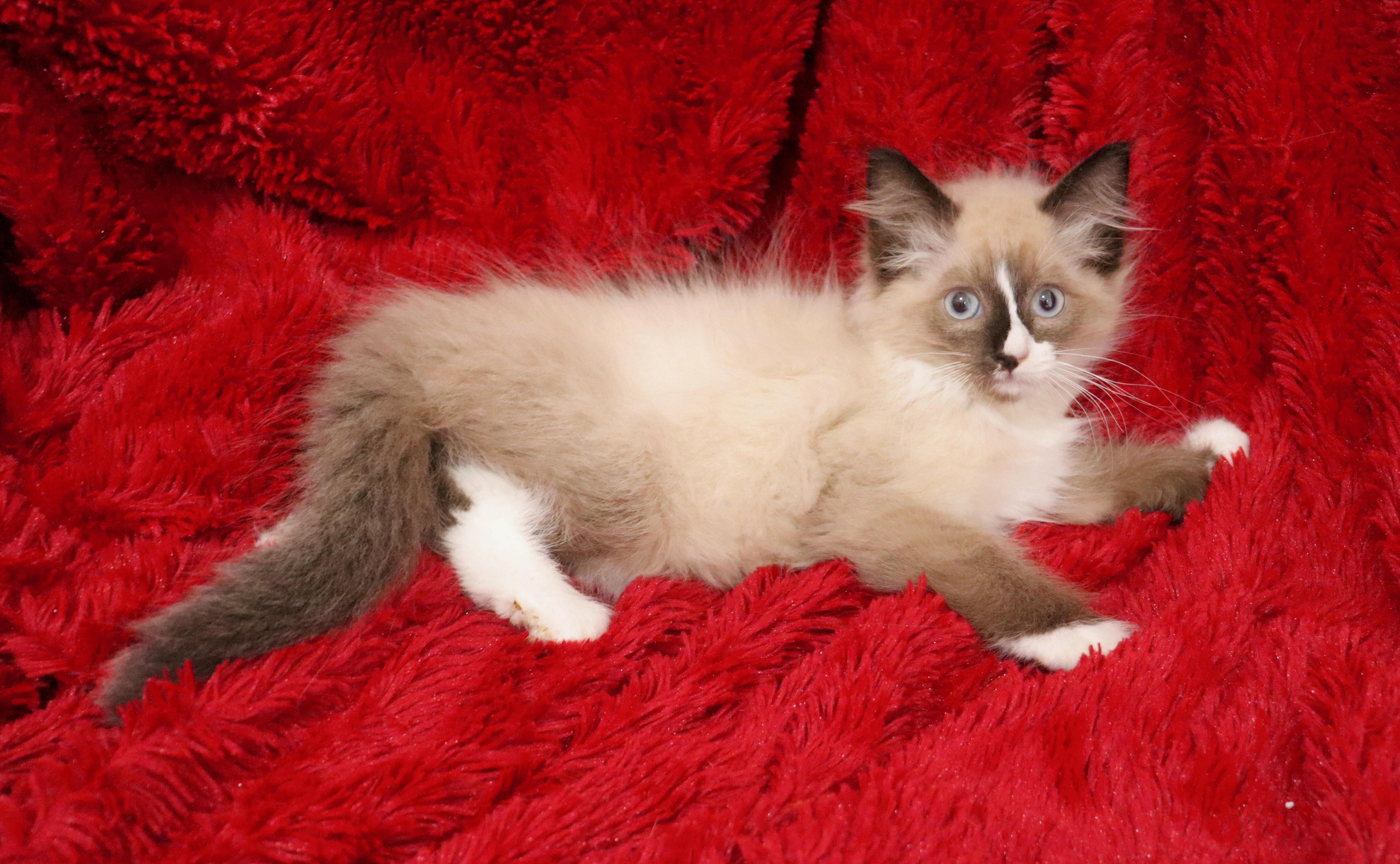 Seasalt, an adoptable Ragdoll, Himalayan in Saint Augustine, FL, 32086 | Photo Image 3