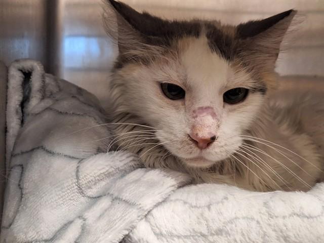 VIOLET — thumbnail 2