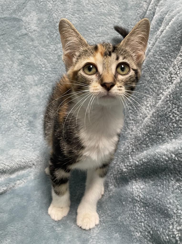 Courtney, an adopted Domestic Short Hair in Jackson, MI image 1/6