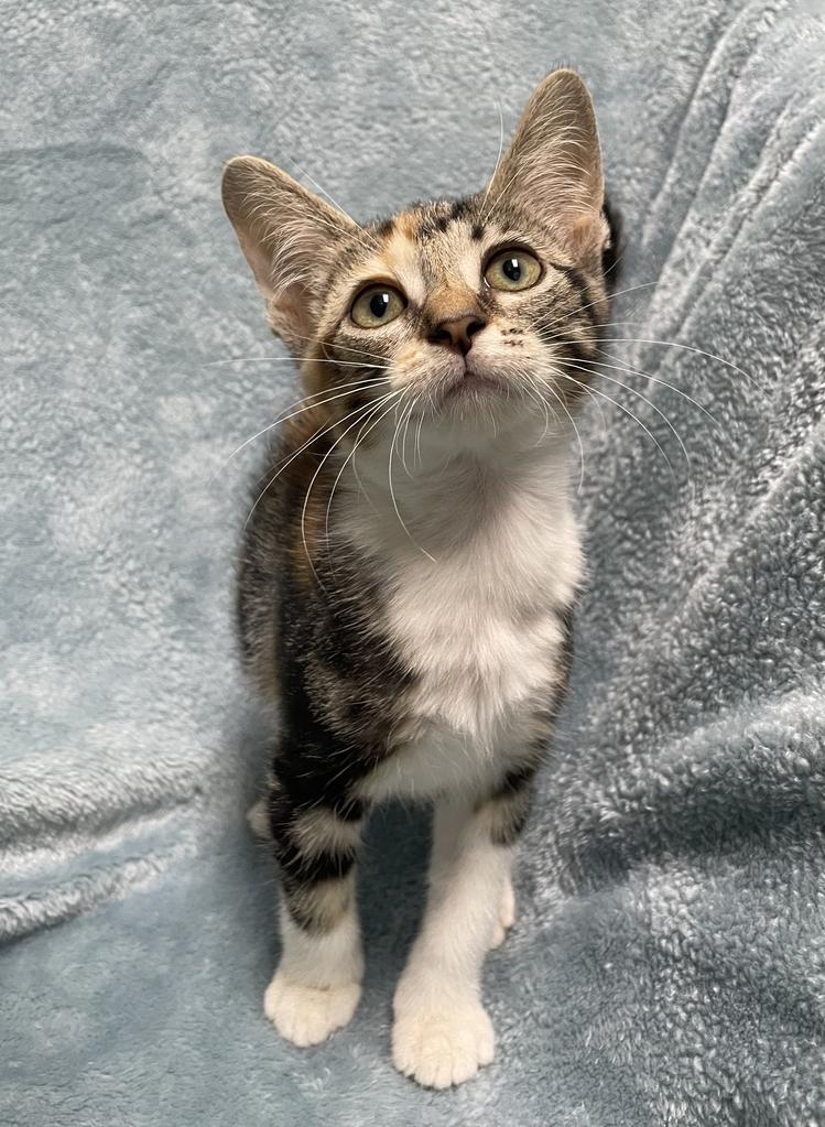 Courtney, an adopted Domestic Short Hair in Jackson, MI image 4/6