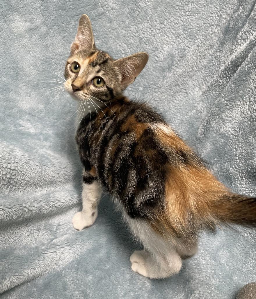 Courtney, an adopted Domestic Short Hair in Jackson, MI image 6/6