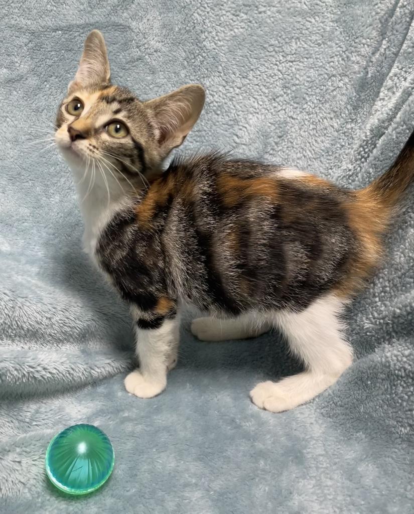 Courtney, an adopted Domestic Short Hair in Jackson, MI image 2/6