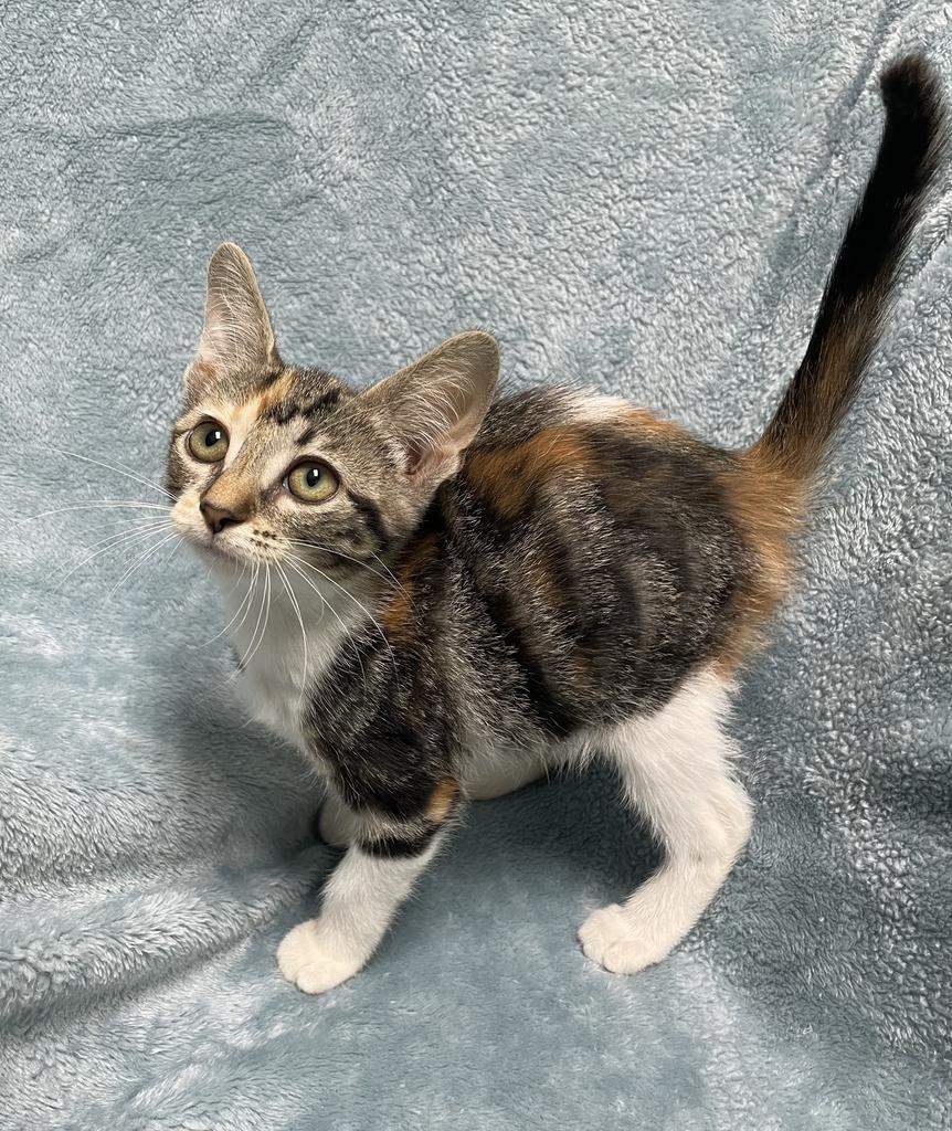 Courtney, an adopted Domestic Short Hair in Jackson, MI image 3/6