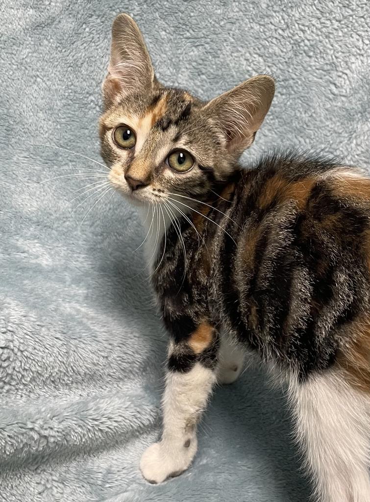 Courtney, an adopted Domestic Short Hair in Jackson, MI image 5/6