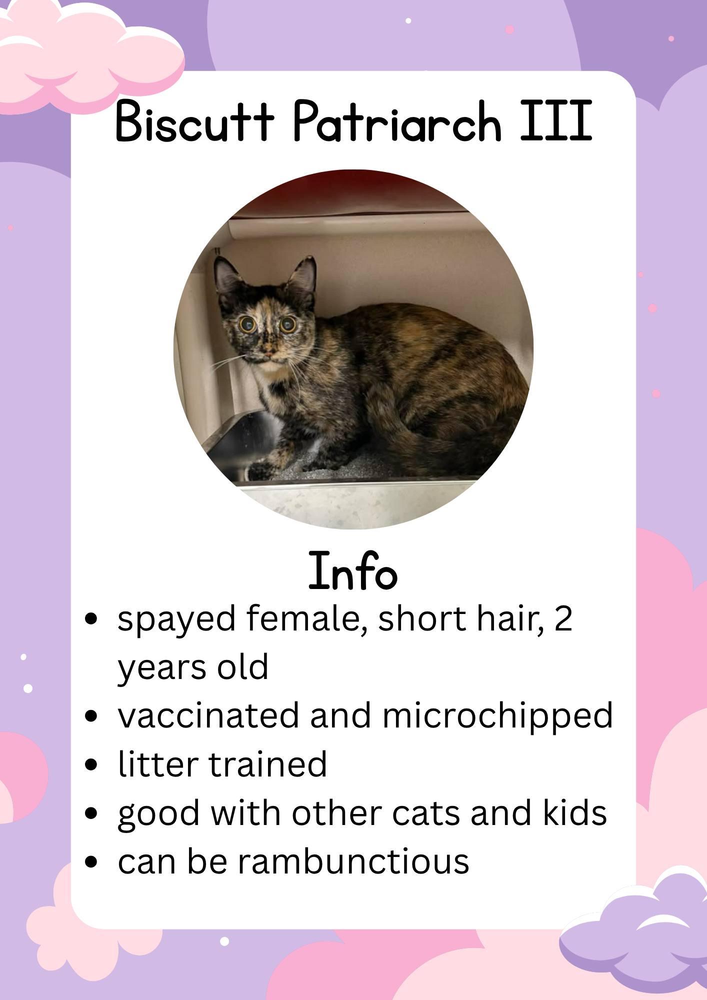Enlarge Biscutt, a ADOPTABLE Domestic Short Hair in Greensburg, IN image 1/1
