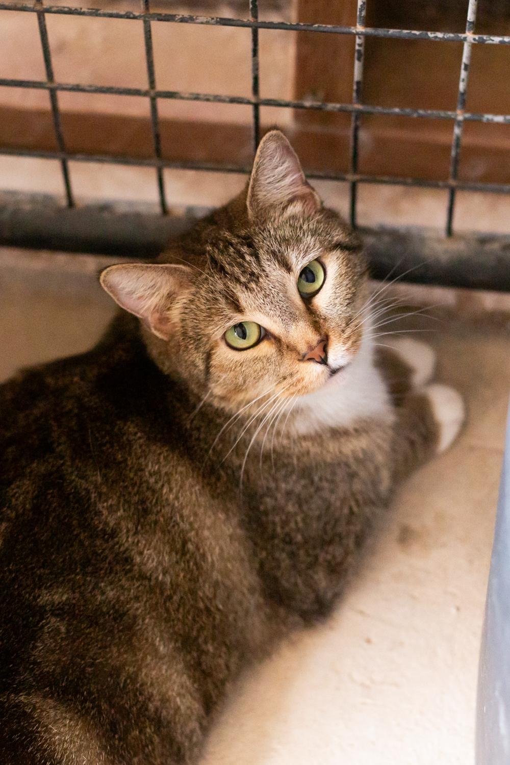 Rey, a Adoptable Domestic Short Hair in Marana, AZ image 1/3