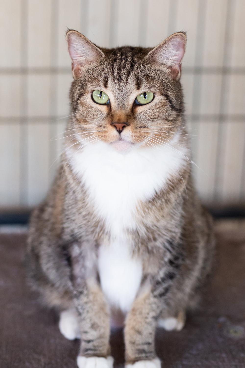 Rey, a Adoptable Domestic Short Hair in Marana, AZ image 2/3