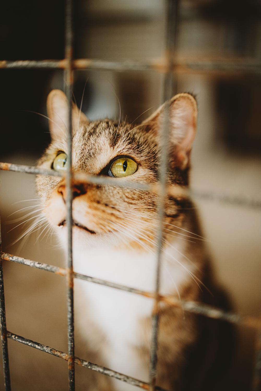 Rey, a Adoptable Domestic Short Hair in Marana, AZ image 3/3