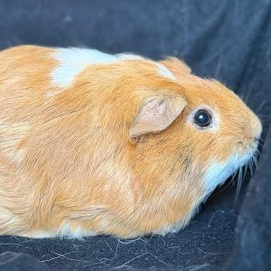 Bovid, Adoptable, Adult Female Guinea Pig.