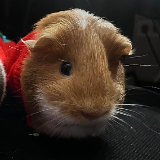 Bovid, a Adoptable Guinea Pig in South Elgin, IL image 2/6