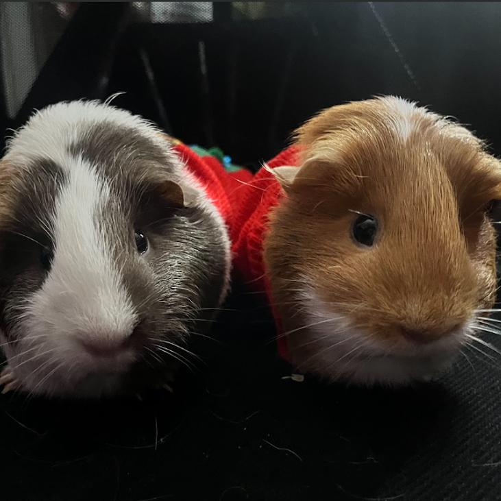 Bovid, a Adoptable Guinea Pig in South Elgin, IL image 3/6