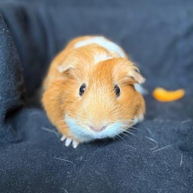 Bovid, a Adoptable Guinea Pig in South Elgin, IL image 4/6
