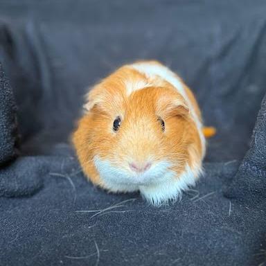 Bovid, a Adoptable Guinea Pig in South Elgin, IL image 5/6