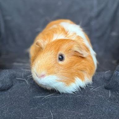 Bovid, a Adoptable Guinea Pig in South Elgin, IL image 6/6