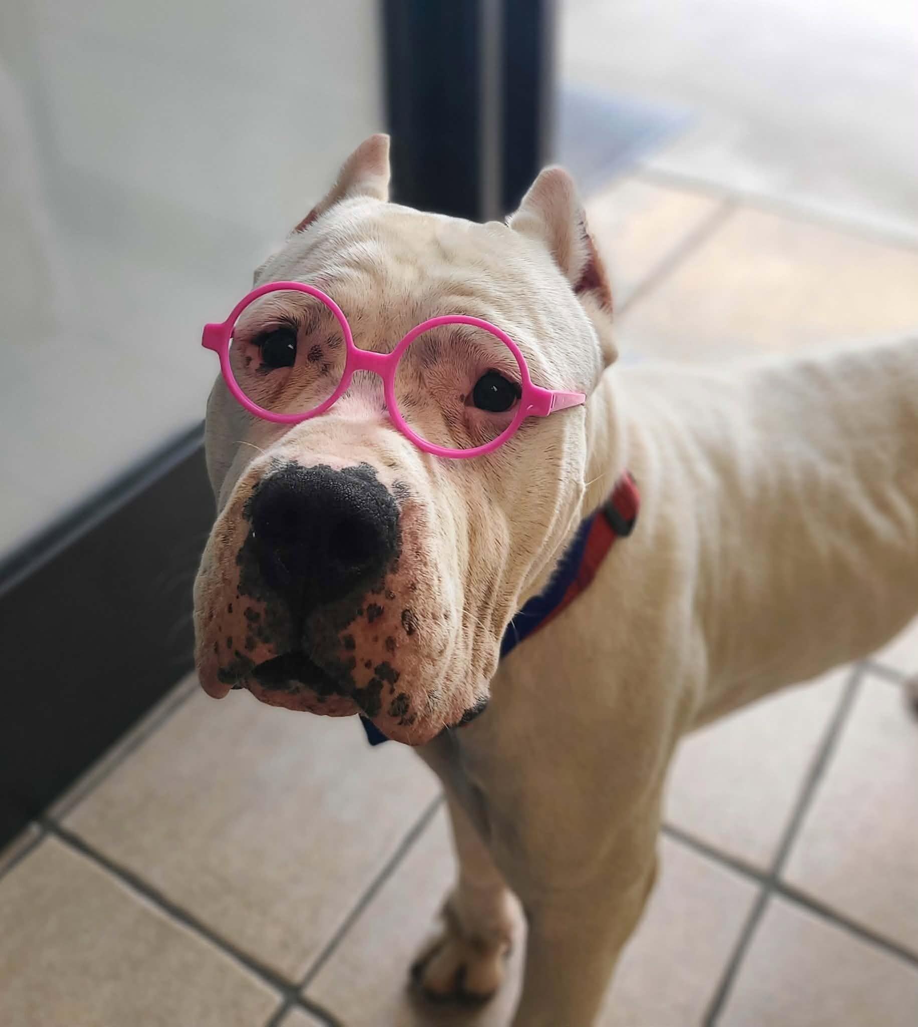 Enlarge Kong, a Adoptable Dogo Argentino in Fruit Heights, UT image 1/6