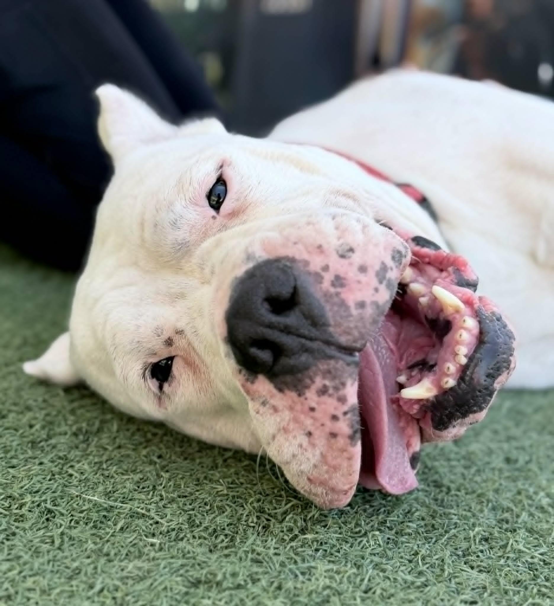 Enlarge Kong, a Adoptable Dogo Argentino in Fruit Heights, UT image 2/6