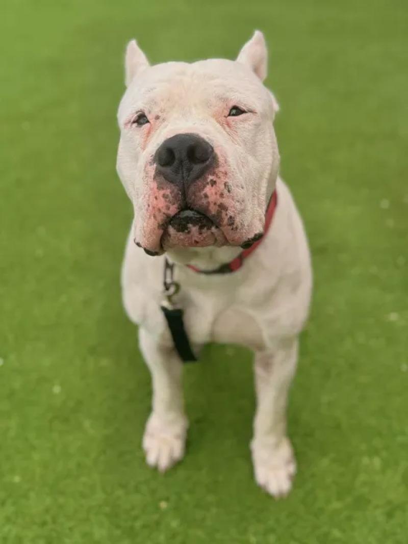 Enlarge Kong, a Adoptable Dogo Argentino in Fruit Heights, UT image 3/6