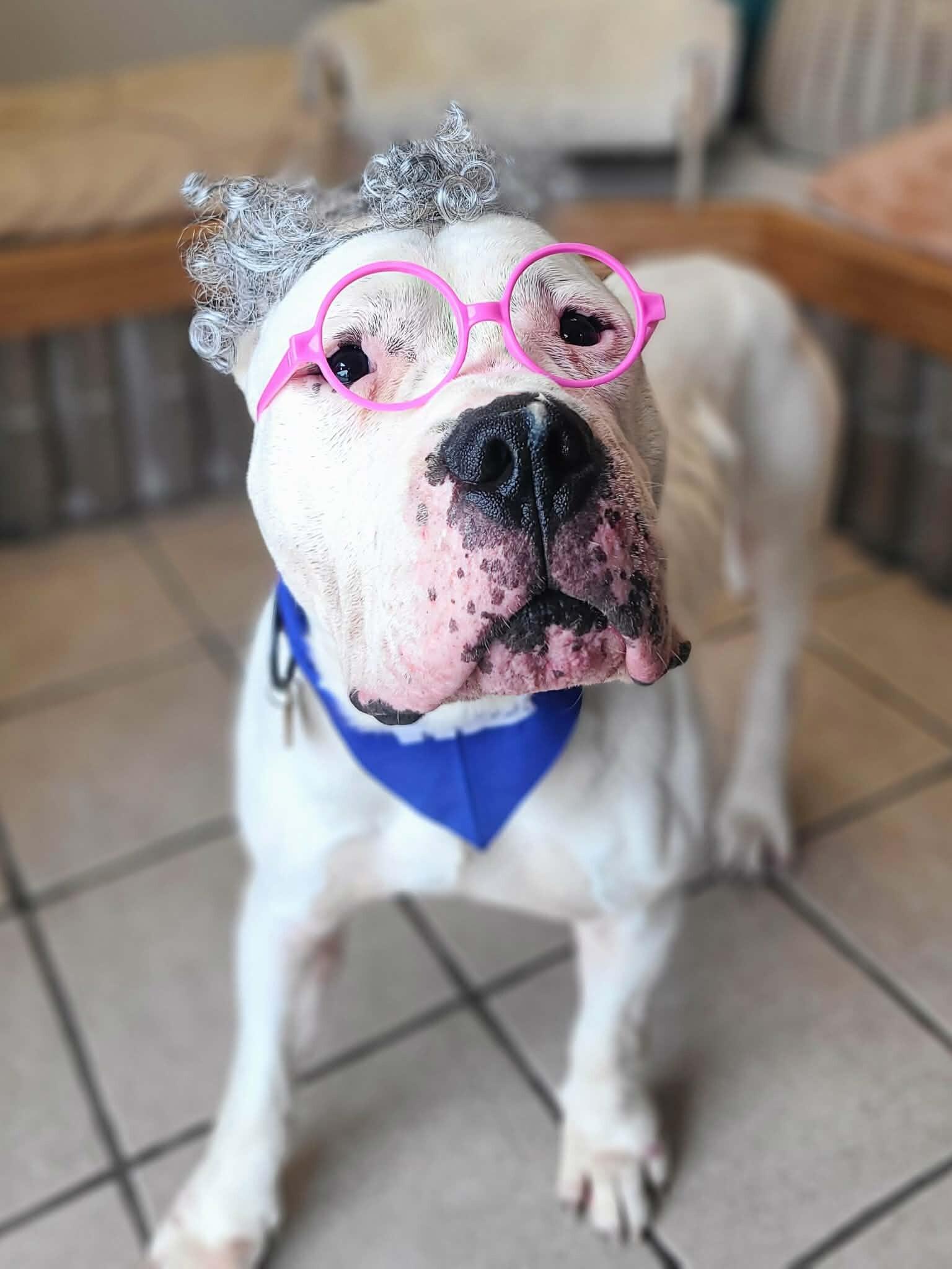Enlarge Kong, a Adoptable Dogo Argentino in Fruit Heights, UT image 4/6