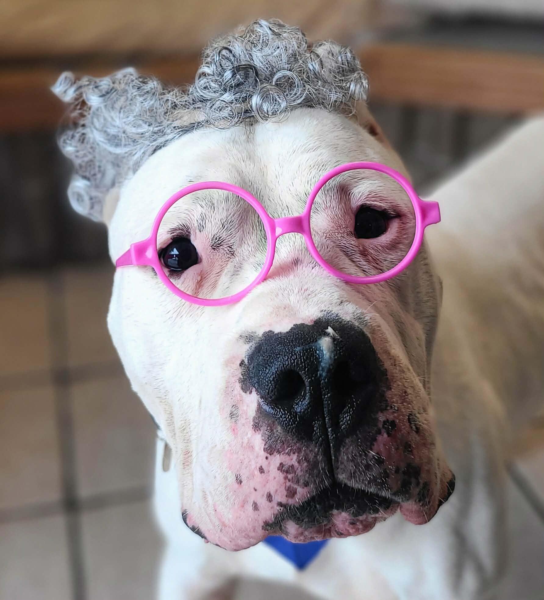 Enlarge Kong, a Adoptable Dogo Argentino in Fruit Heights, UT image 5/6