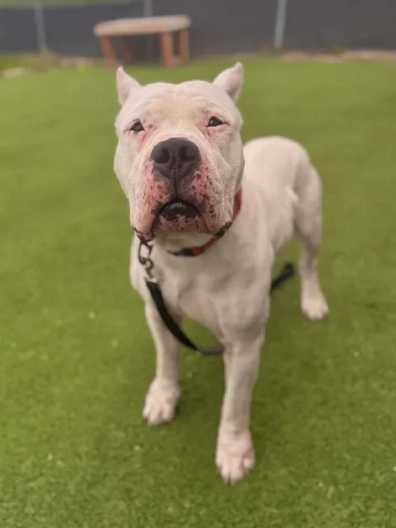Enlarge Kong, a Adoptable Dogo Argentino in Fruit Heights, UT image 6/6