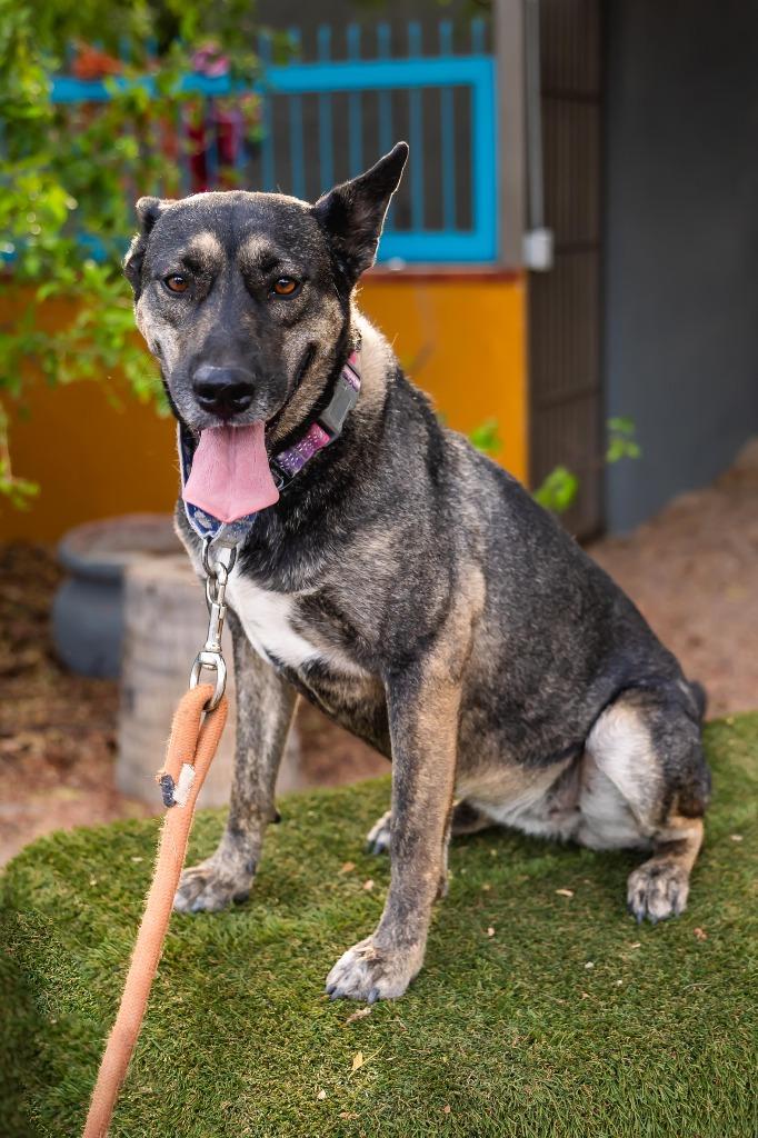 Lassie, a Adoptable mixed breed in Anacortes, WA image 1/6