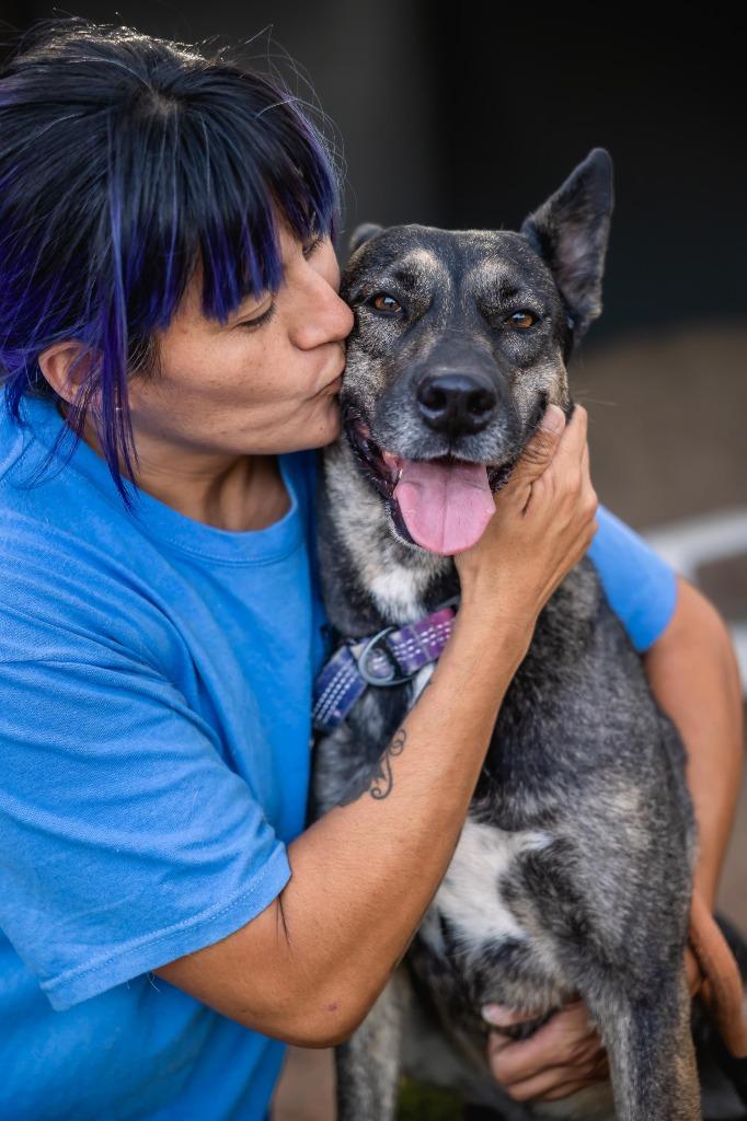 Lassie, a Adoptable mixed breed in Anacortes, WA image 2/6